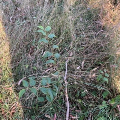 Celtis australis (Nettle Tree) at Hackett, ACT - 14 Apr 2024 by waltraud