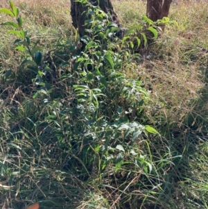 Celtis australis at Mount Majura - 14 Apr 2024