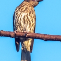 Sphecotheres vieilloti (Australasian Figbird) at Bundaberg North, QLD - 1 Sep 2020 by Petesteamer