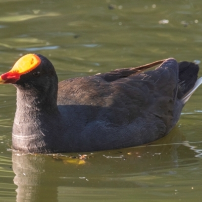 Gallinula tenebrosa (Dusky Moorhen) at Bundaberg North, QLD - 2 Sep 2020 by Petesteamer