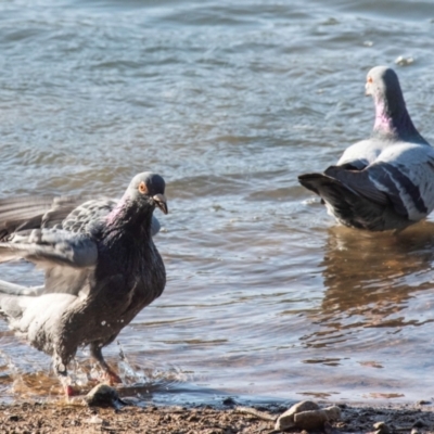 Columba livia (Rock Dove (Feral Pigeon)) at Bundaberg North, QLD - 1 Sep 2020 by Petesteamer