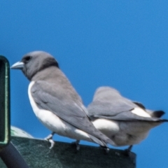 Artamus leucorynchus (White-breasted Woodswallow) at Bundaberg North, QLD - 4 Sep 2020 by Petesteamer