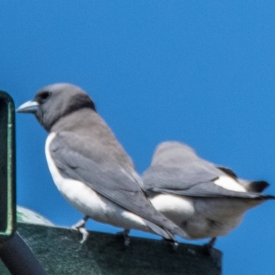 Artamus leucorynchus (White-breasted Woodswallow) at Bundaberg North, QLD - 4 Sep 2020 by Petesteamer