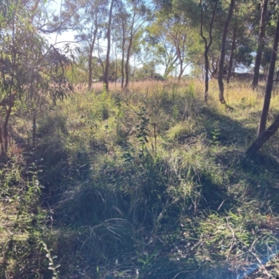 Ligustrum lucidum (Large-leaved Privet) at Mount Majura - 14 Apr 2024 by waltraud