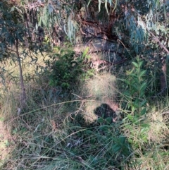 Ligustrum lucidum at Mount Majura - 14 Apr 2024