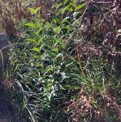 Ligustrum lucidum (Large-leaved Privet) at Mount Majura - 14 Apr 2024 by waltraud