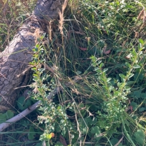 Ligustrum sinense at Mount Majura - 14 Apr 2024