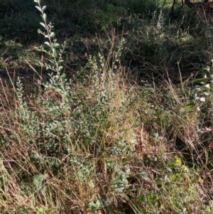 Ligustrum sinense at Mount Majura - 14 Apr 2024