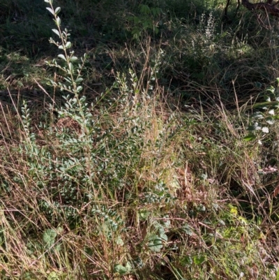 Ligustrum sinense (Narrow-leaf Privet, Chinese Privet) at Hackett, ACT - 14 Apr 2024 by waltraud
