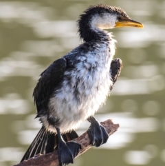 Microcarbo melanoleucos (Little Pied Cormorant) at Bundaberg North, QLD - 5 Sep 2020 by Petesteamer