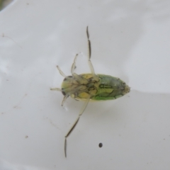 Notonectidae (family) (Backswimmer) at Paddys River, ACT - 17 Mar 2024 by Christine