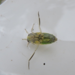 Notonectidae (family) at Tidbinbilla Nature Reserve - 17 Mar 2024