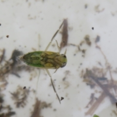 Notonectidae (family) at Tidbinbilla Nature Reserve - 17 Mar 2024