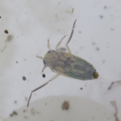 Notonectidae (family) at Tidbinbilla Nature Reserve - 17 Mar 2024