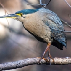 Butorides striata (Striated Heron) at Bundaberg North, QLD - 5 Sep 2020 by Petesteamer