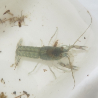 Cherax destructor (Common Yabby) at Paddys River, ACT - 17 Mar 2024 by Christine