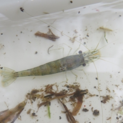 Paratya australiensis (Freshwater Shrimp, Glass Shrimp) at Paddys River, ACT - 17 Mar 2024 by Christine