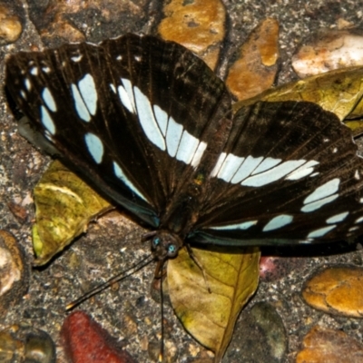 Phaedyma shepherdi (White Banded Plane) at Bundaberg North, QLD - 6 Sep 2020 by Petesteamer