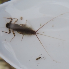 Ephemeroptera (order) at Paddys River, ACT - 17 Mar 2024 by Christine