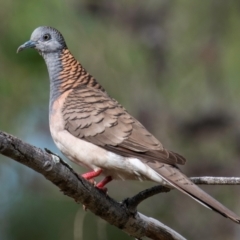 Geopelia humeralis (Bar-shouldered Dove) at Mon Repos, QLD - 7 Sep 2020 by Petesteamer