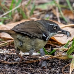 Sericornis frontalis at Mon Repos, QLD - 7 Sep 2020 10:22 AM