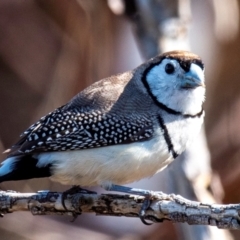 Stizoptera bichenovii (Double-barred Finch) at Mon Repos, QLD - 7 Sep 2020 by Petesteamer