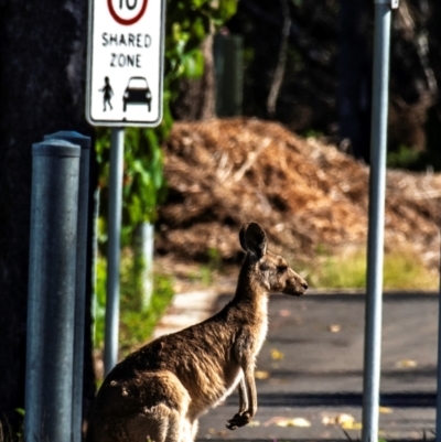 Macropus giganteus (Eastern Grey Kangaroo) at Mon Repos, QLD - 7 Sep 2020 by Petesteamer