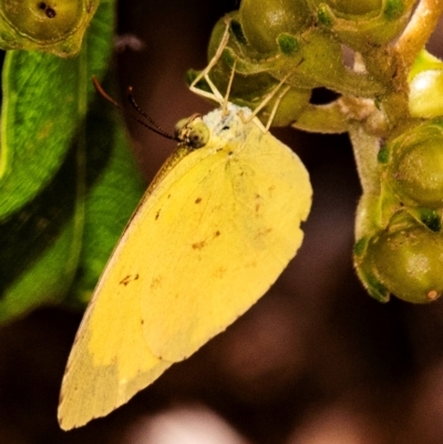 Eurema brigitta at Mon Repos, QLD - 8 Sep 2020 by Petesteamer