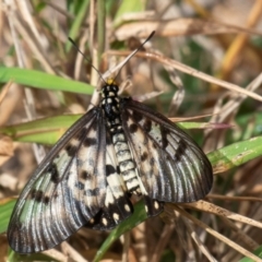 Acraea andromacha (Glasswing) at Mon Repos, QLD - 7 Sep 2020 by Petesteamer