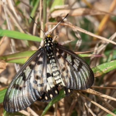 Acraea andromacha at Mon Repos, QLD - 7 Sep 2020 by Petesteamer