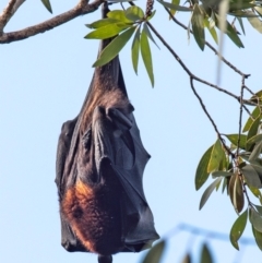 Pteropus scapulatus (Little Red Flying Fox) at Bundaberg East, QLD - 9 Sep 2020 by Petesteamer