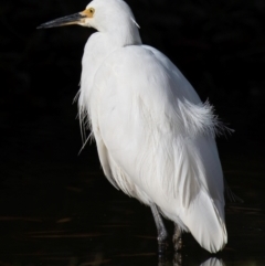 Egretta garzetta (Little Egret) at Kepnock, QLD - 9 Sep 2020 by Petesteamer