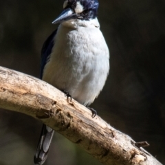 Todiramphus macleayii at Bundaberg East, QLD - 9 Sep 2020 10:18 AM