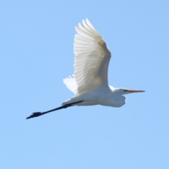 Ardea alba (Great Egret) at Chesney Vale, VIC - 11 Apr 2024 by Trevor
