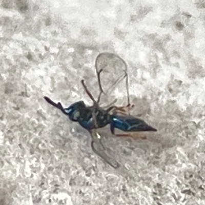 Chalcidoidea (superfamily) (A gall wasp or Chalcid wasp) at QPRC LGA - 14 Apr 2024 by Hejor1