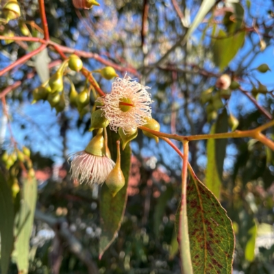 Eucalyptus leucoxylon (Yellow Gum) at QPRC LGA - 14 Apr 2024 by Hejor1