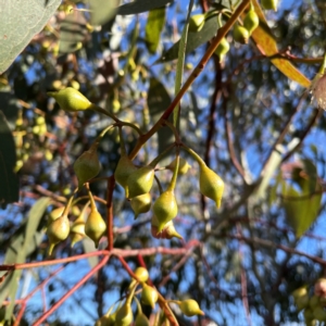 Eucalyptus leucoxylon at QPRC LGA - 15 Apr 2024 08:44 AM