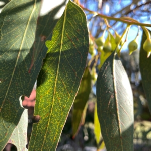 Eucalyptus leucoxylon at QPRC LGA - 15 Apr 2024