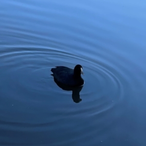 Fulica atra at QPRC LGA - 15 Apr 2024