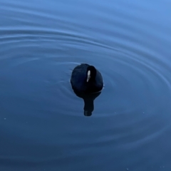 Fulica atra at QPRC LGA - 15 Apr 2024