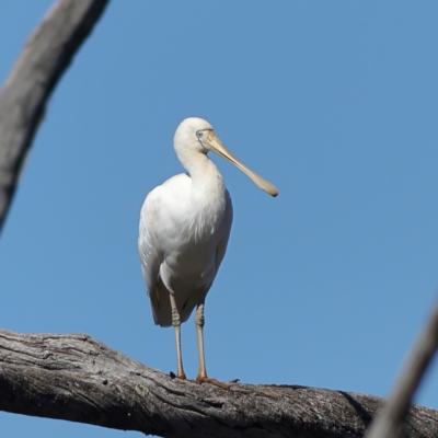 Platalea flavipes (Yellow-billed Spoonbill) at Chesney Vale, VIC - 11 Apr 2024 by Trevor