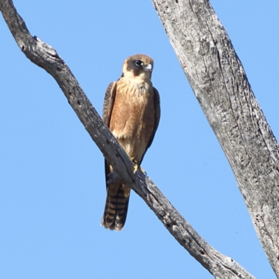 Falco longipennis (Australian Hobby) at Winton North, VIC - 11 Apr 2024 by Trevor