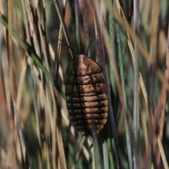 Polyzosteria viridissima (Alpine Metallic Cockroach) at Namadgi National Park - 14 Apr 2024 by RAllen