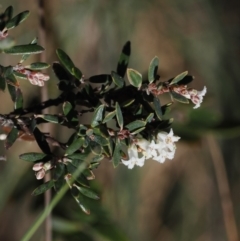 Acrothamnus hookeri (Mountain Beard Heath) at Namadgi National Park - 14 Apr 2024 by RAllen