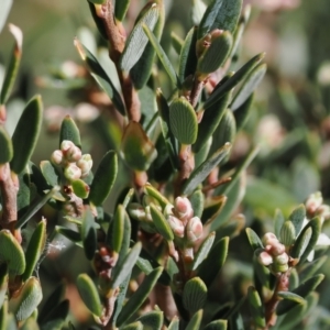 Acrothamnus hookeri at Namadgi National Park - 14 Apr 2024 01:17 PM