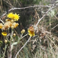 Vanessa kershawi (Australian Painted Lady) at Cotter River, ACT - 14 Apr 2024 by RAllen