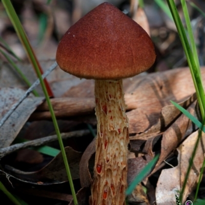 Unidentified Bolete - Fleshy texture, stem central (more-or-less) at Bodalla, NSW - 15 Apr 2024 by Teresa