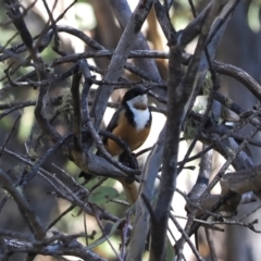 Acanthorhynchus tenuirostris (Eastern Spinebill) at Cotter River, ACT - 14 Apr 2024 by RAllen