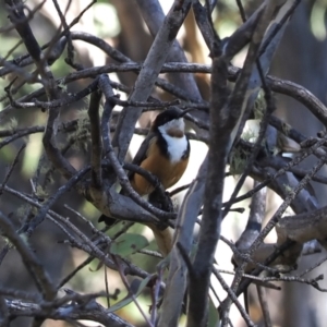 Acanthorhynchus tenuirostris at Namadgi National Park - 14 Apr 2024