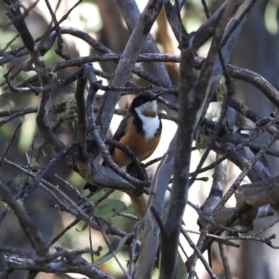 Acanthorhynchus tenuirostris (Eastern Spinebill) at Namadgi National Park - 14 Apr 2024 by RAllen